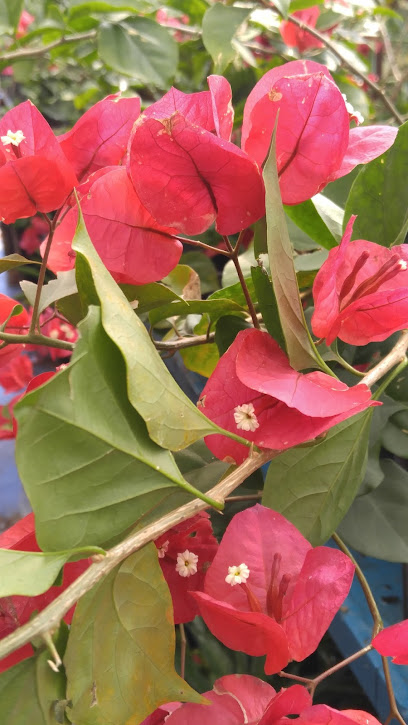 Orand Nursery, Fort Worth