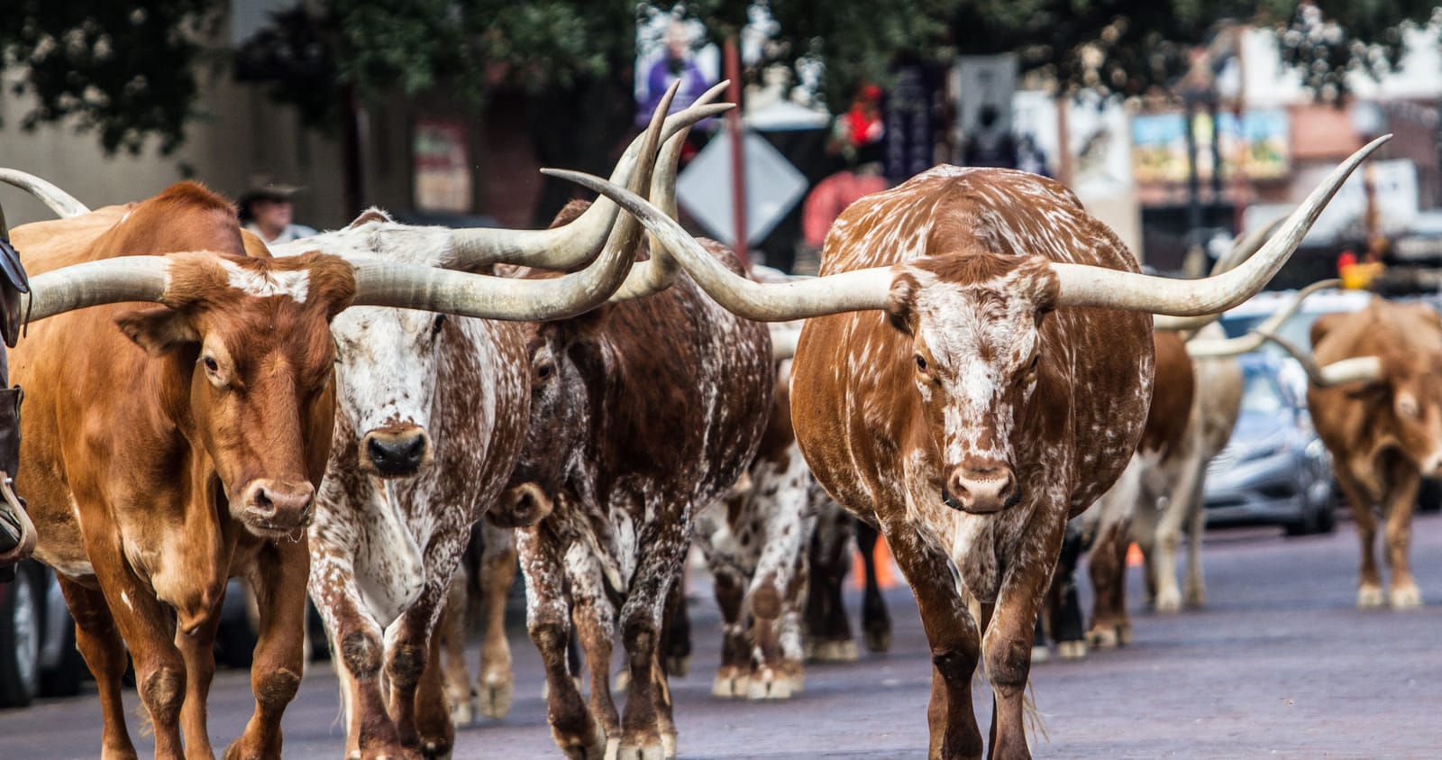 Reses longhorn en el arreo de los Stockyards