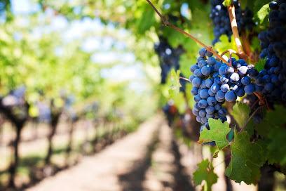 Vine and Wine Tours of North Texas, Fort Worth