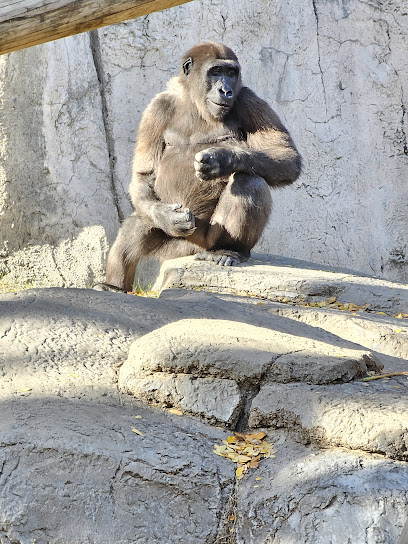 Safari Splash, Fort Worth