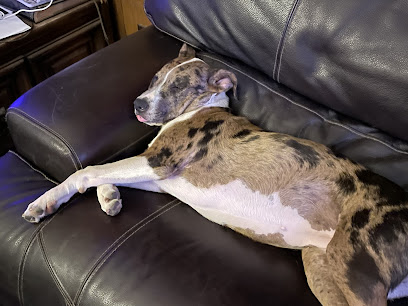 Highway Hounds Rescue and Transport, Fort Worth