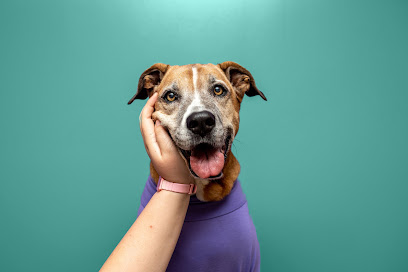 VO Vets Animal Hospital