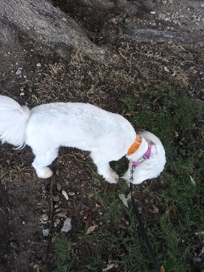 HSNT Adoption Location