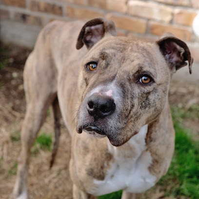 HSNT Waggin' Tails Adoption Center