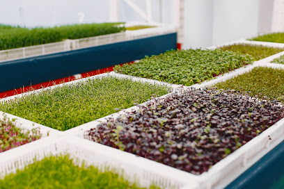 Delicacy Greens Micro Farm