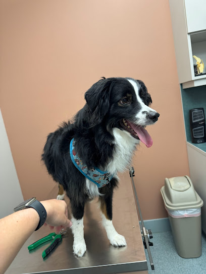 Central Animal Hospital